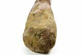 Hadrosaur (Edmontosaurus) Radius Section - Wyoming #371506-2